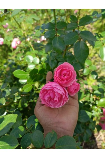 Троянда флорибунда Pomponella - розпускання бутонів